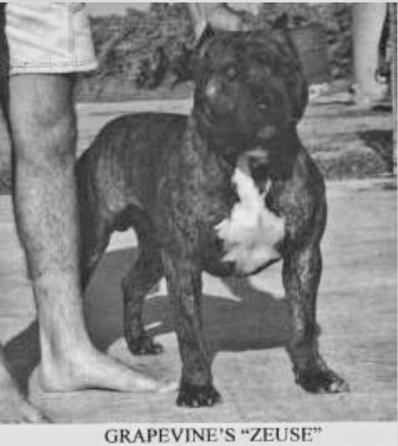 Dog Featured Image