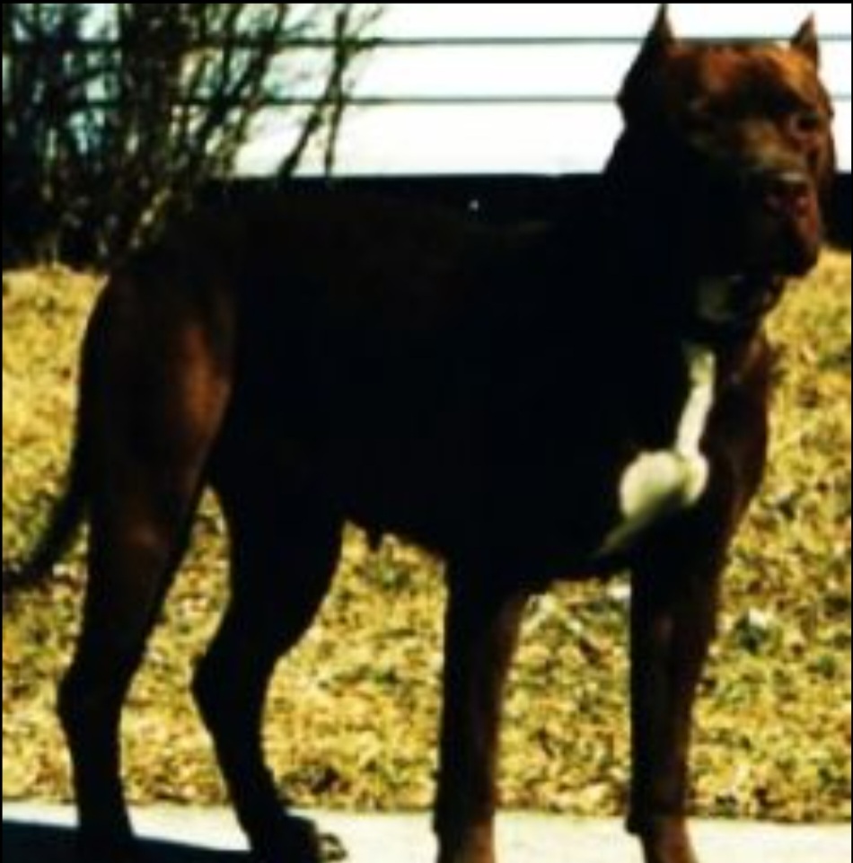 Dog Featured Image