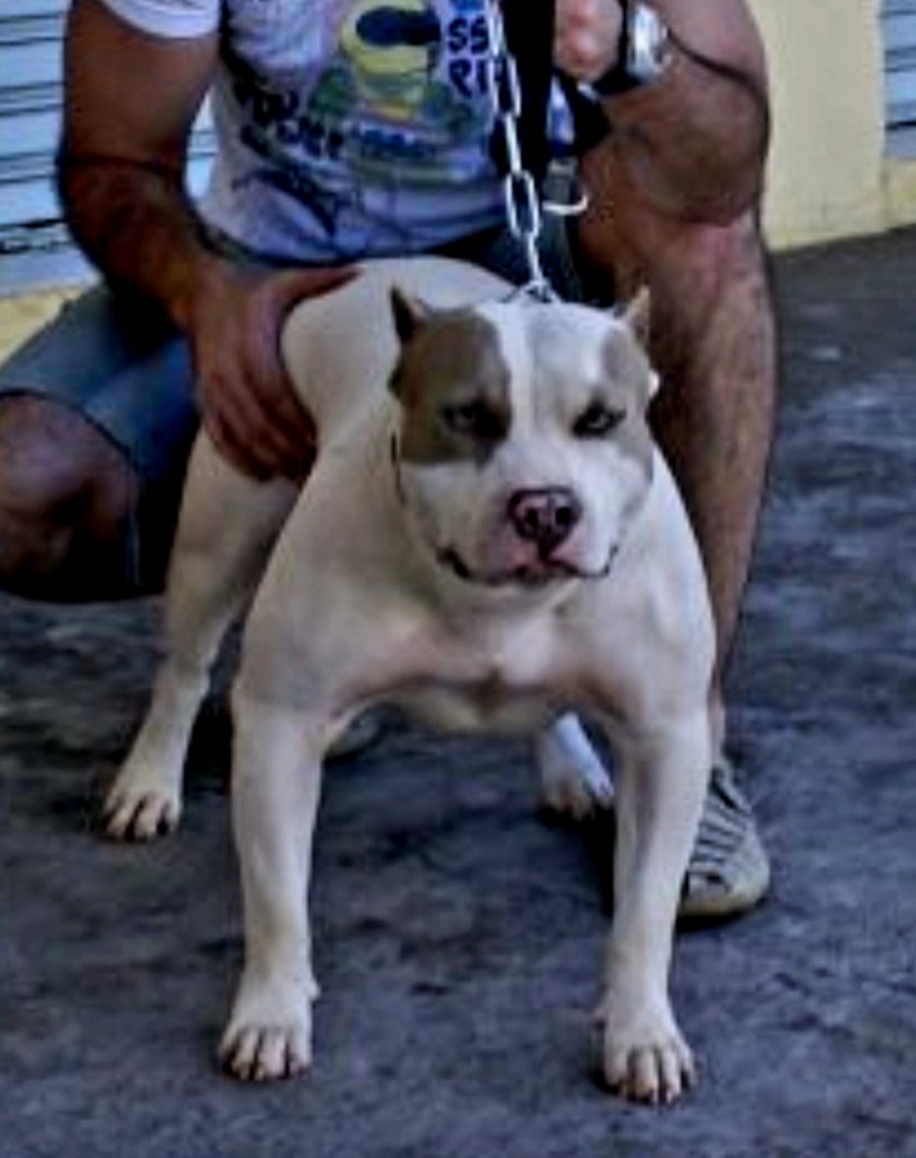Dog Featured Image
