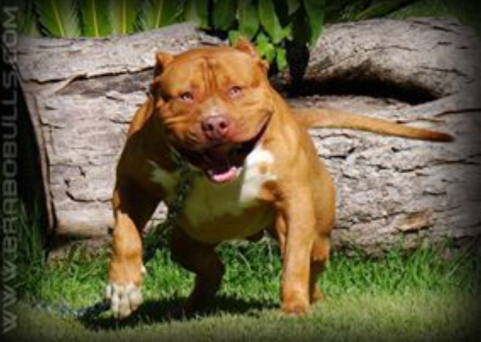 Dog Featured Image