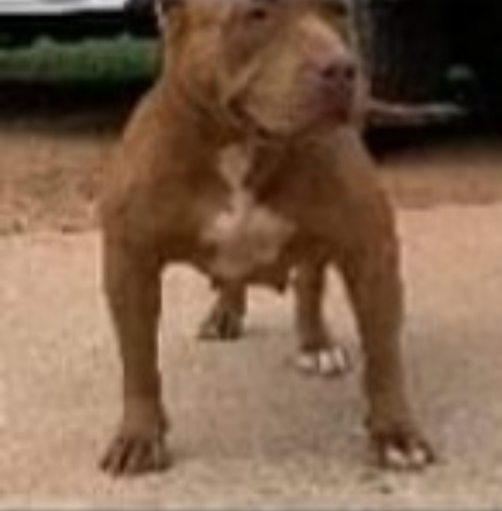 Dog Featured Image