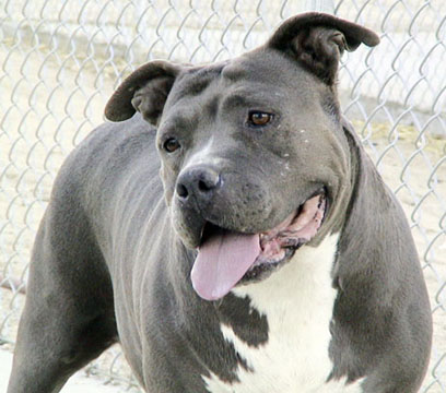 Dog Featured Image