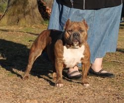 Dog Featured Image