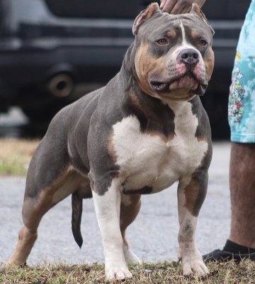 Dog Featured Image