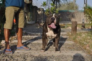 Dog Featured Image