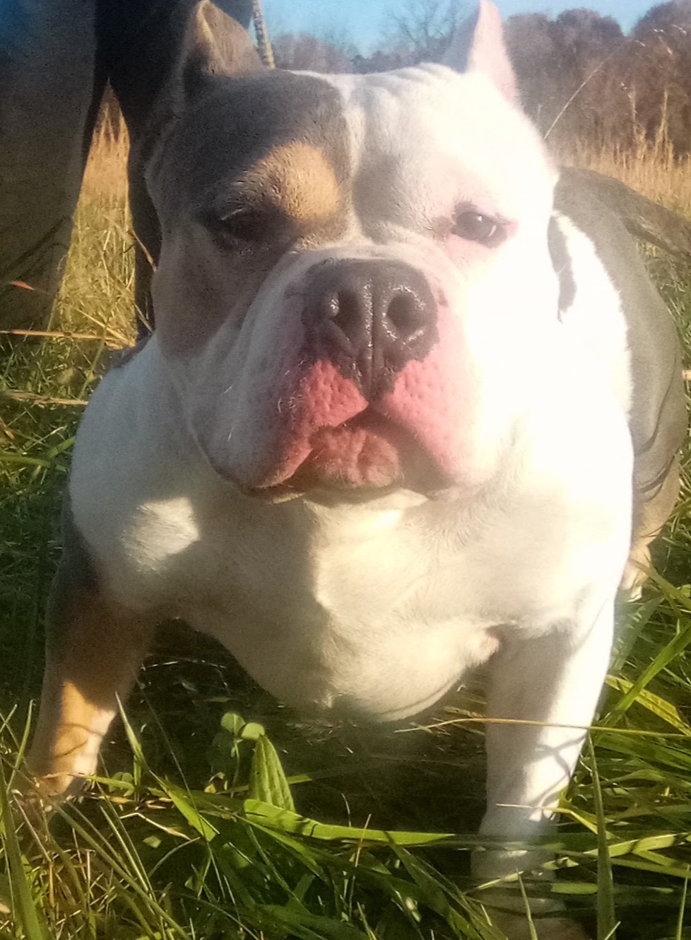 Dog Featured Image