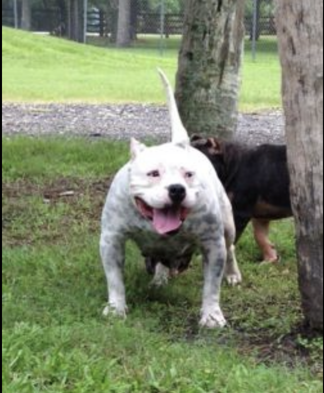 Dog Featured Image