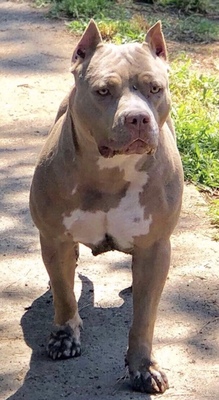 Dog Featured Image