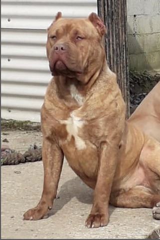 Dog Featured Image