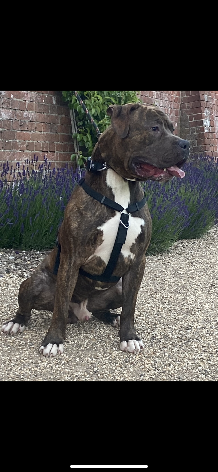 Dog Featured Image