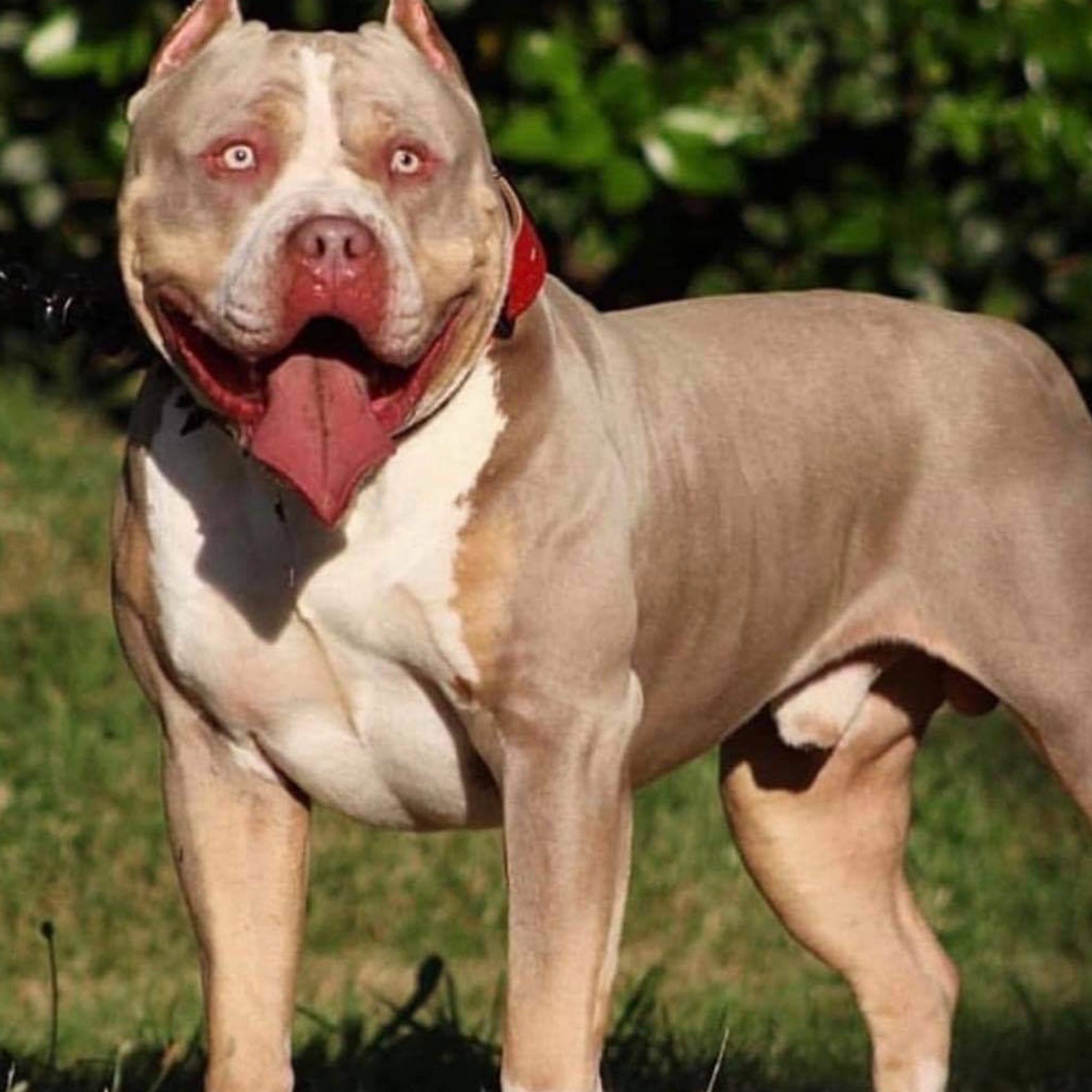 Dog Featured Image