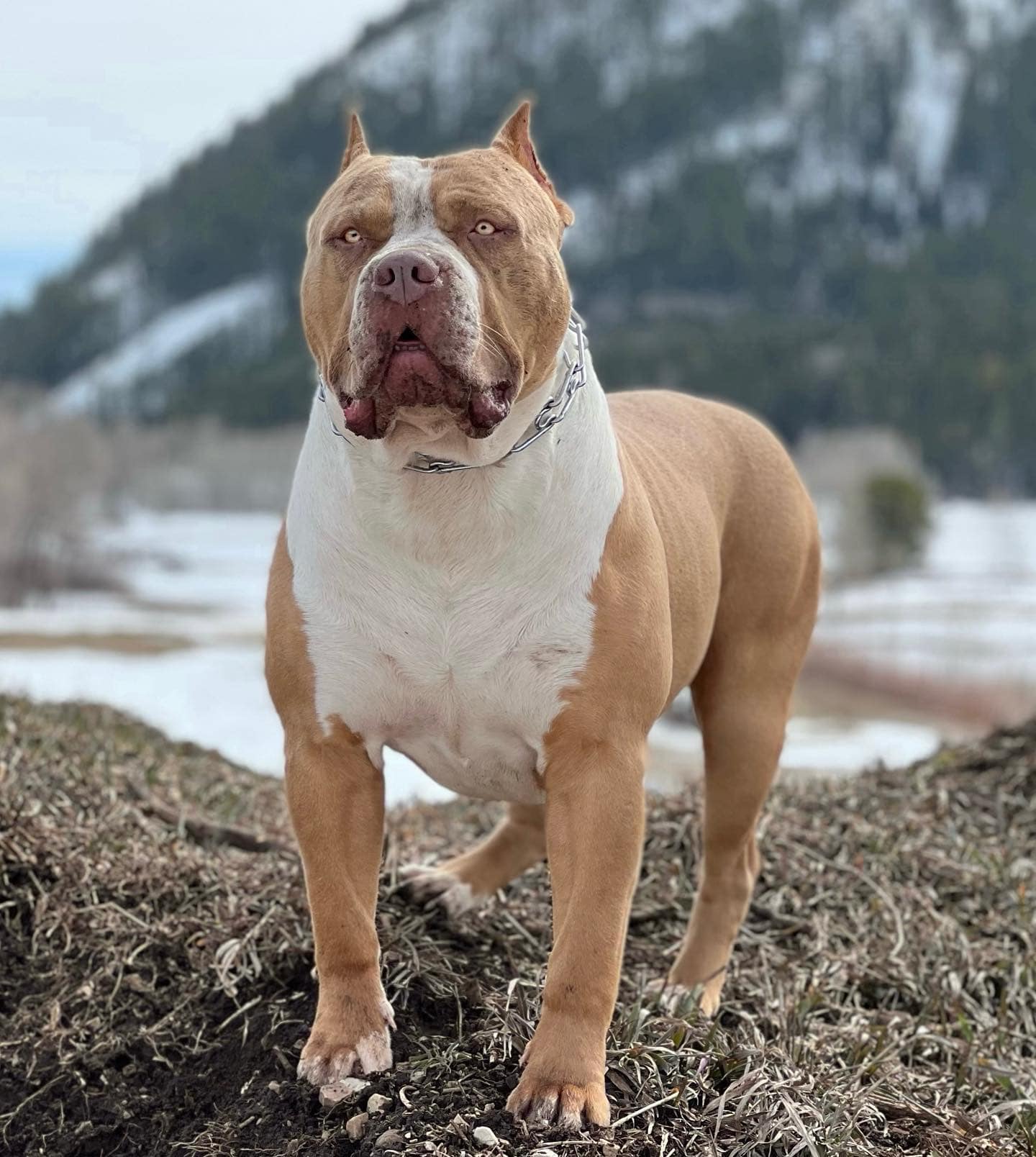 Dog Featured Image