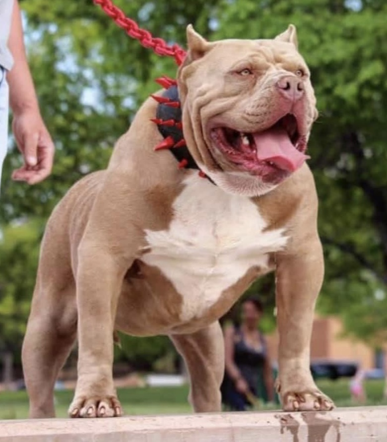 Dog Featured Image