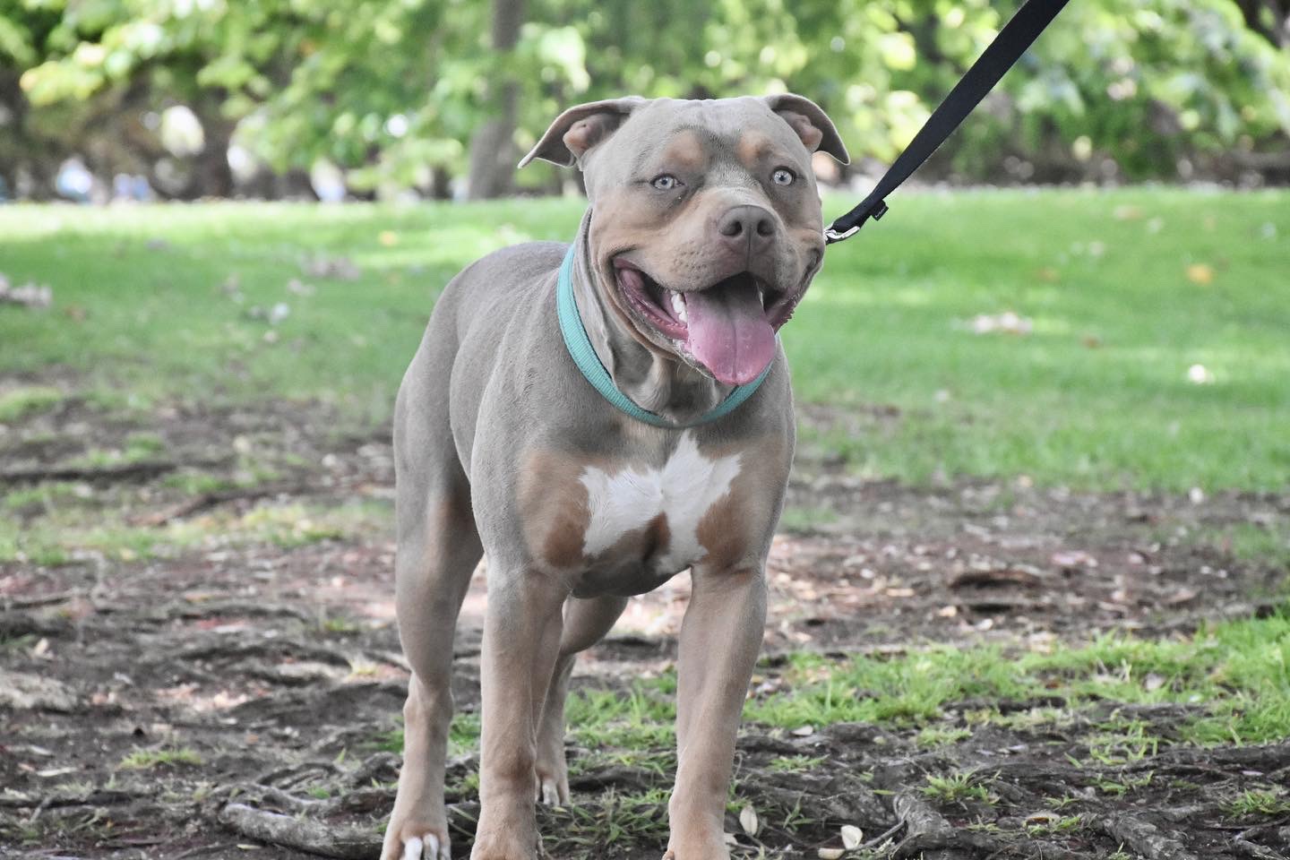Dog Featured Image