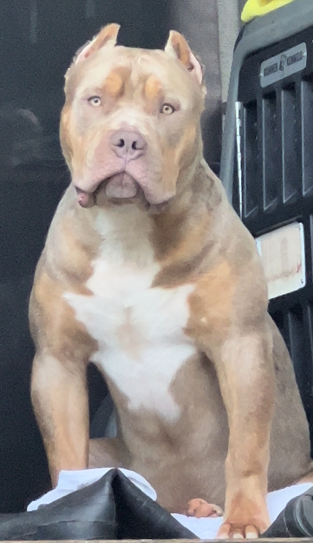 Dog Featured Image