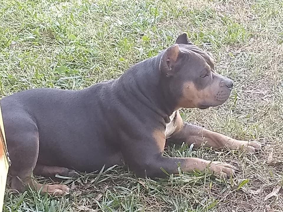 Dog Featured Image