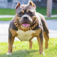 Dog Featured Image