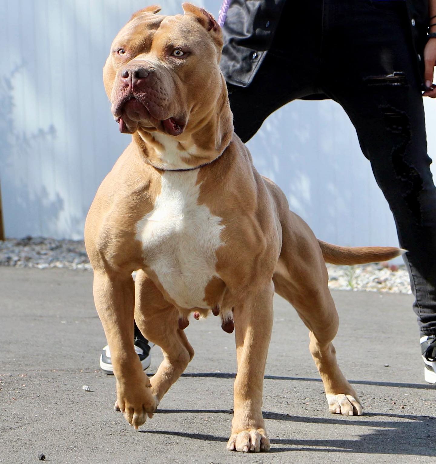 Dog Featured Image