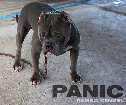 Dog Featured Image