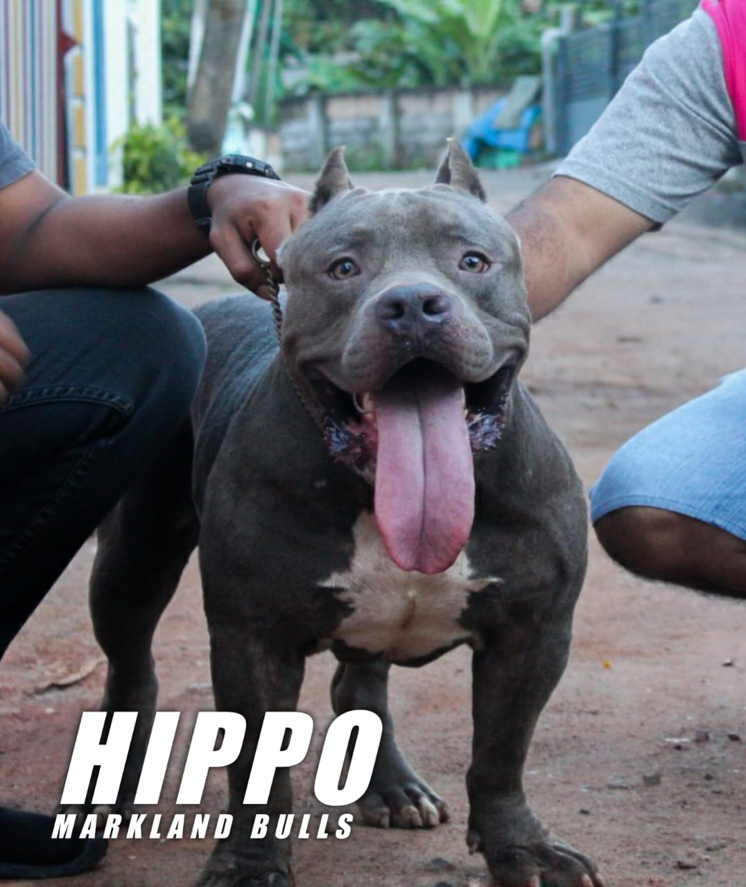 Dog Featured Image