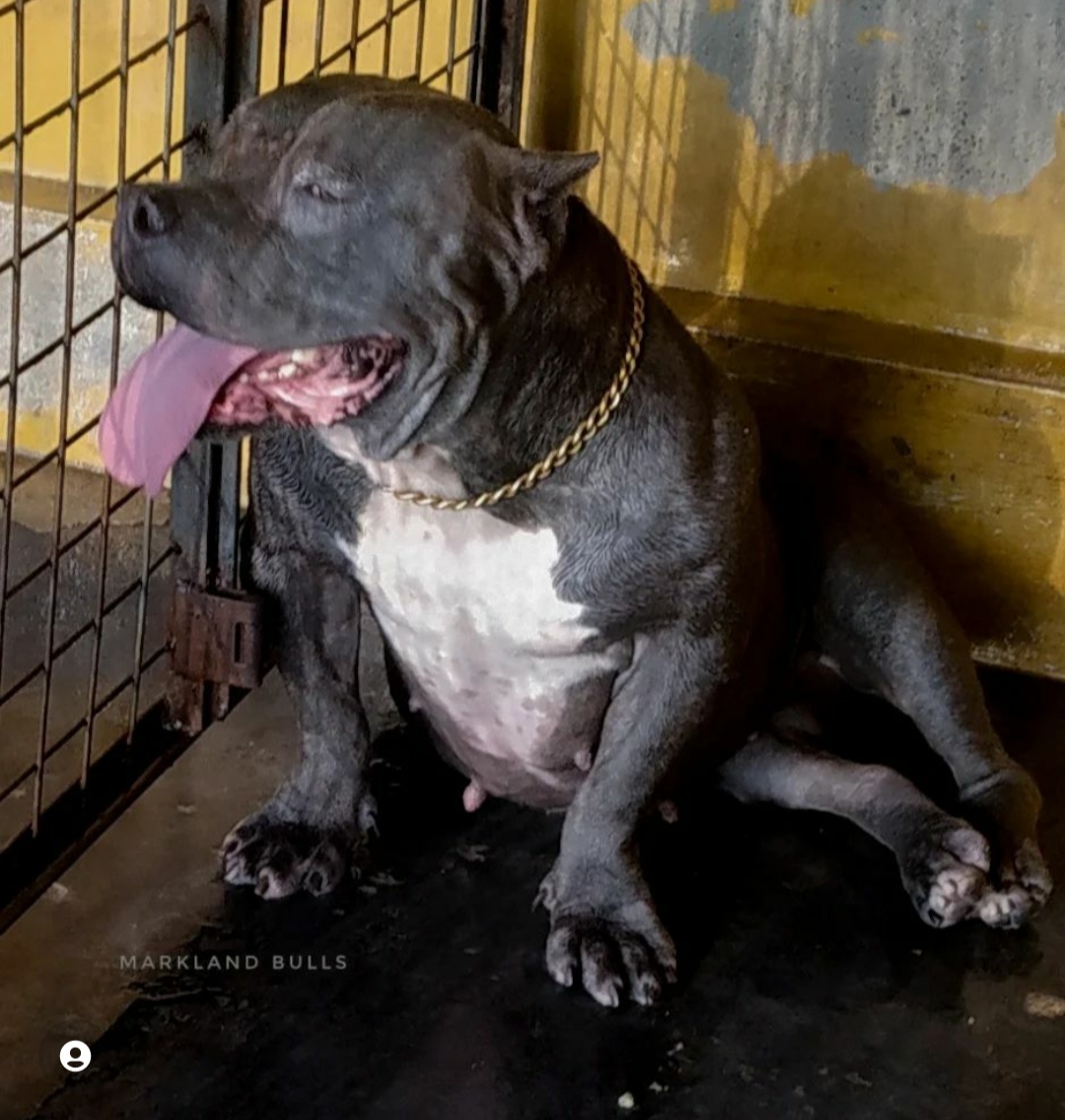 Dog Featured Image