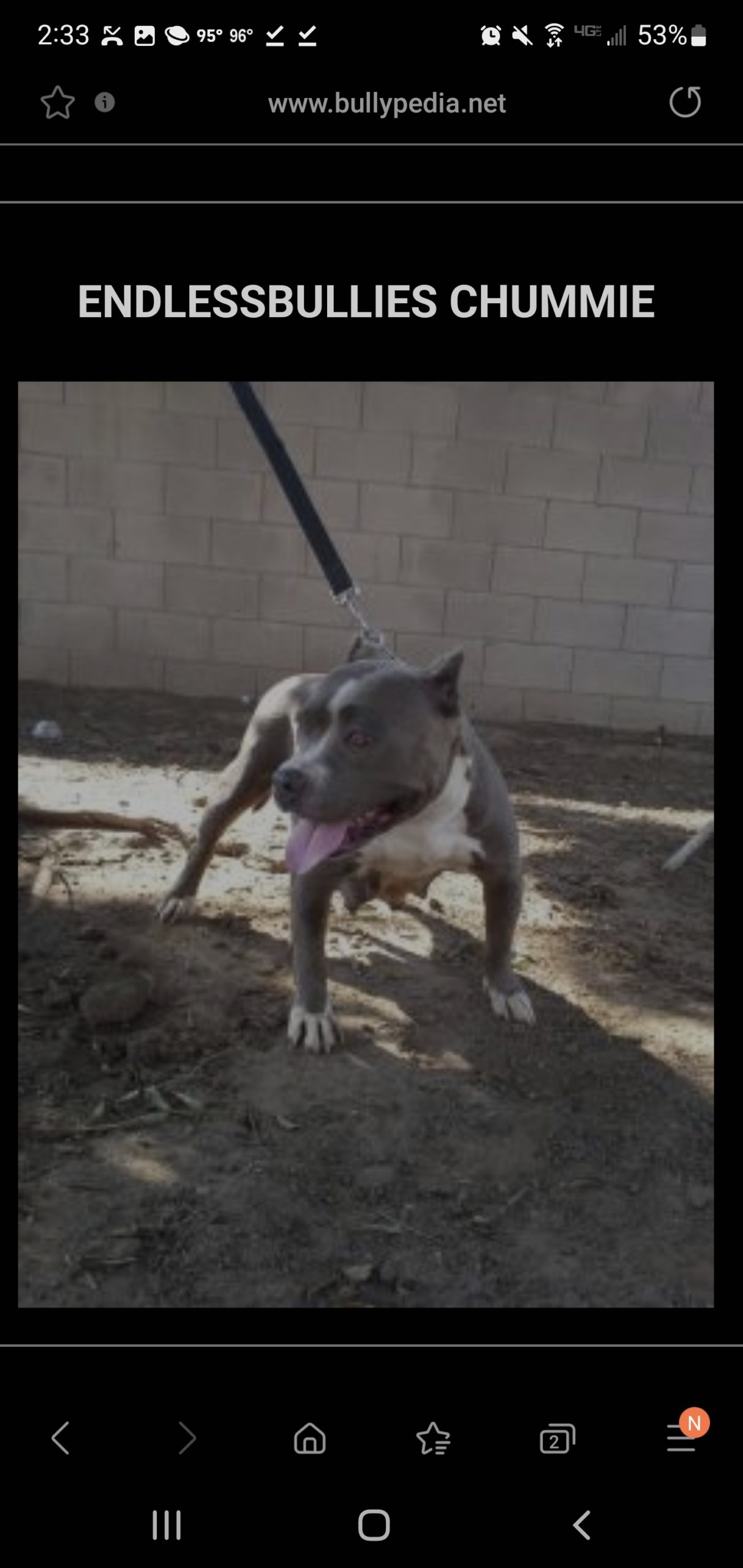 Dog Featured Image