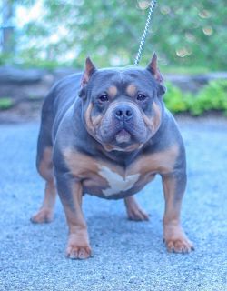 Dog Featured Image