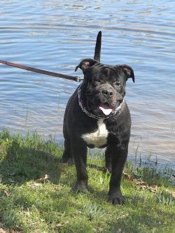 Dog Featured Image