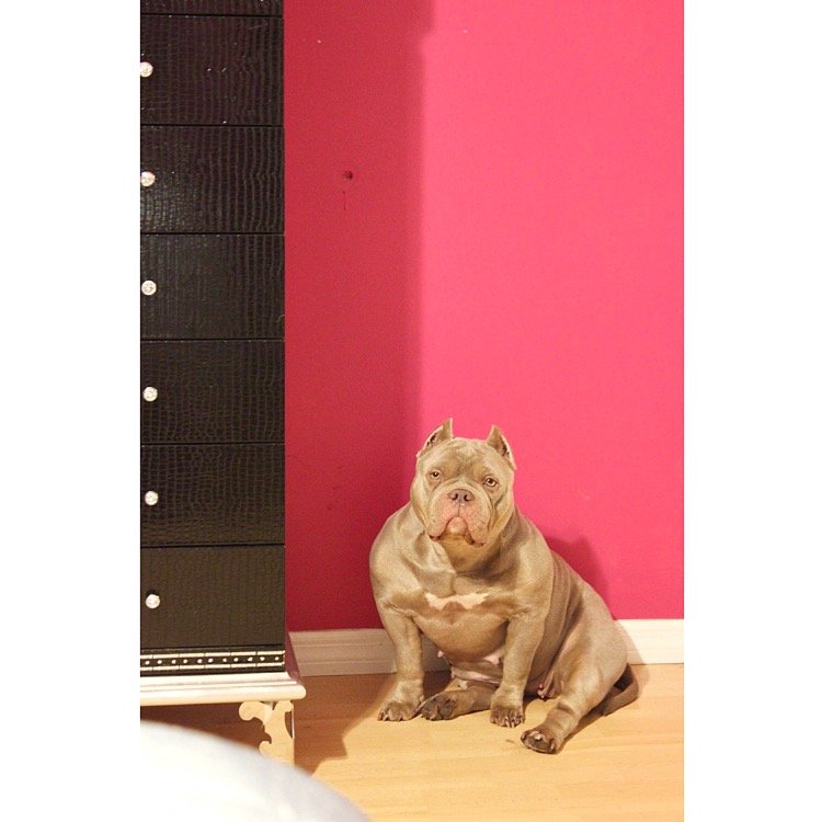 Dog Featured Image