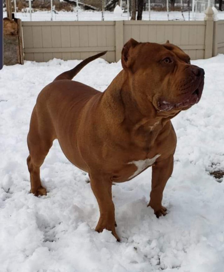 Dog Featured Image
