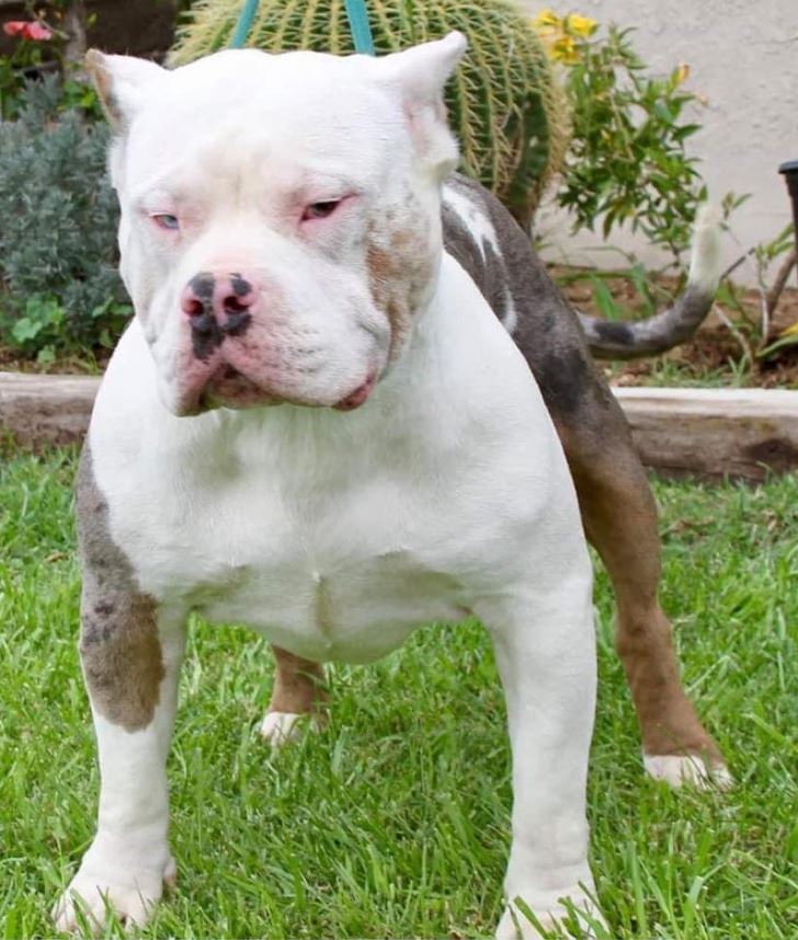 Dog Featured Image