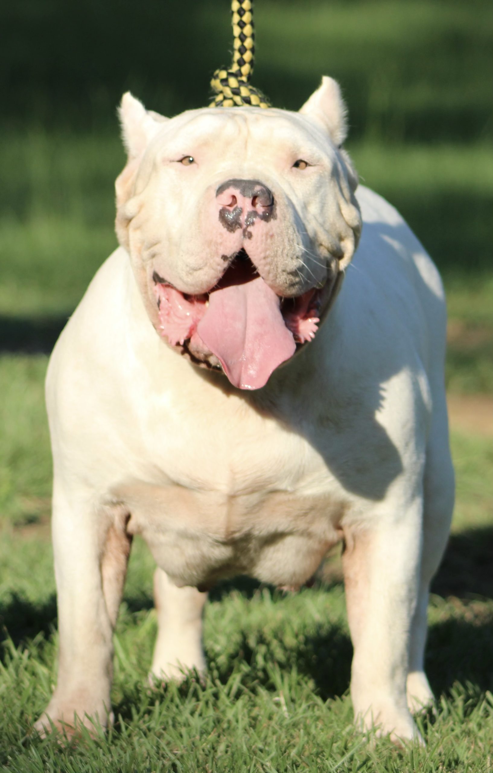 Dog Featured Image