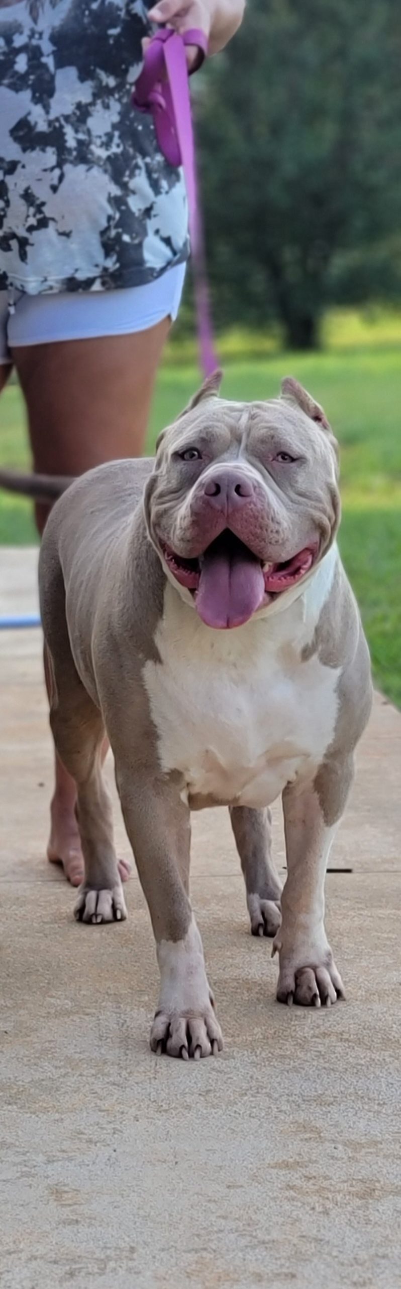 Dog Featured Image