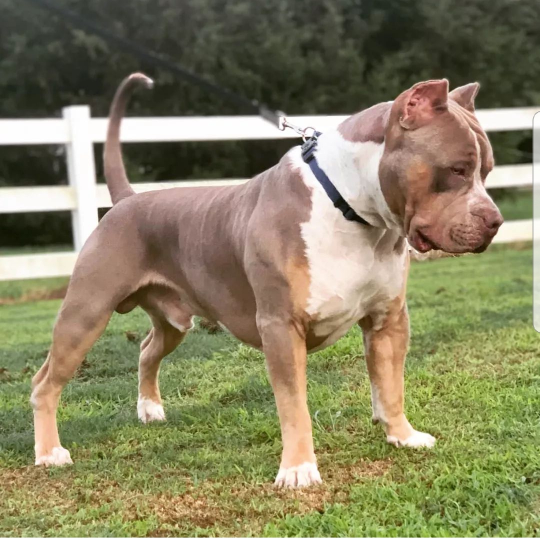 Dog Featured Image