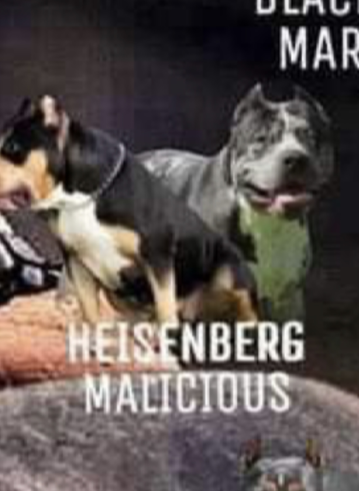 Dog Featured Image