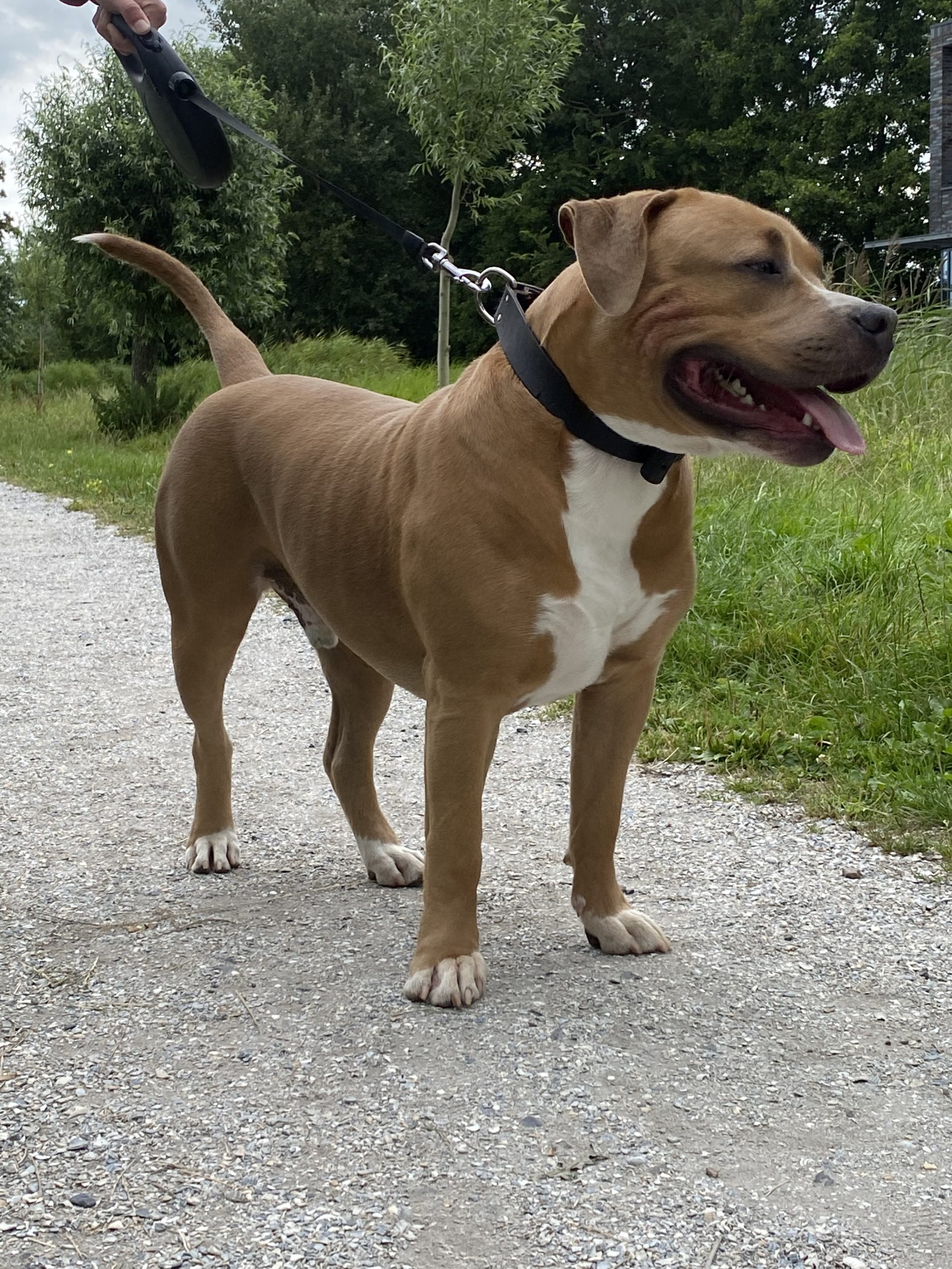 Dog Featured Image