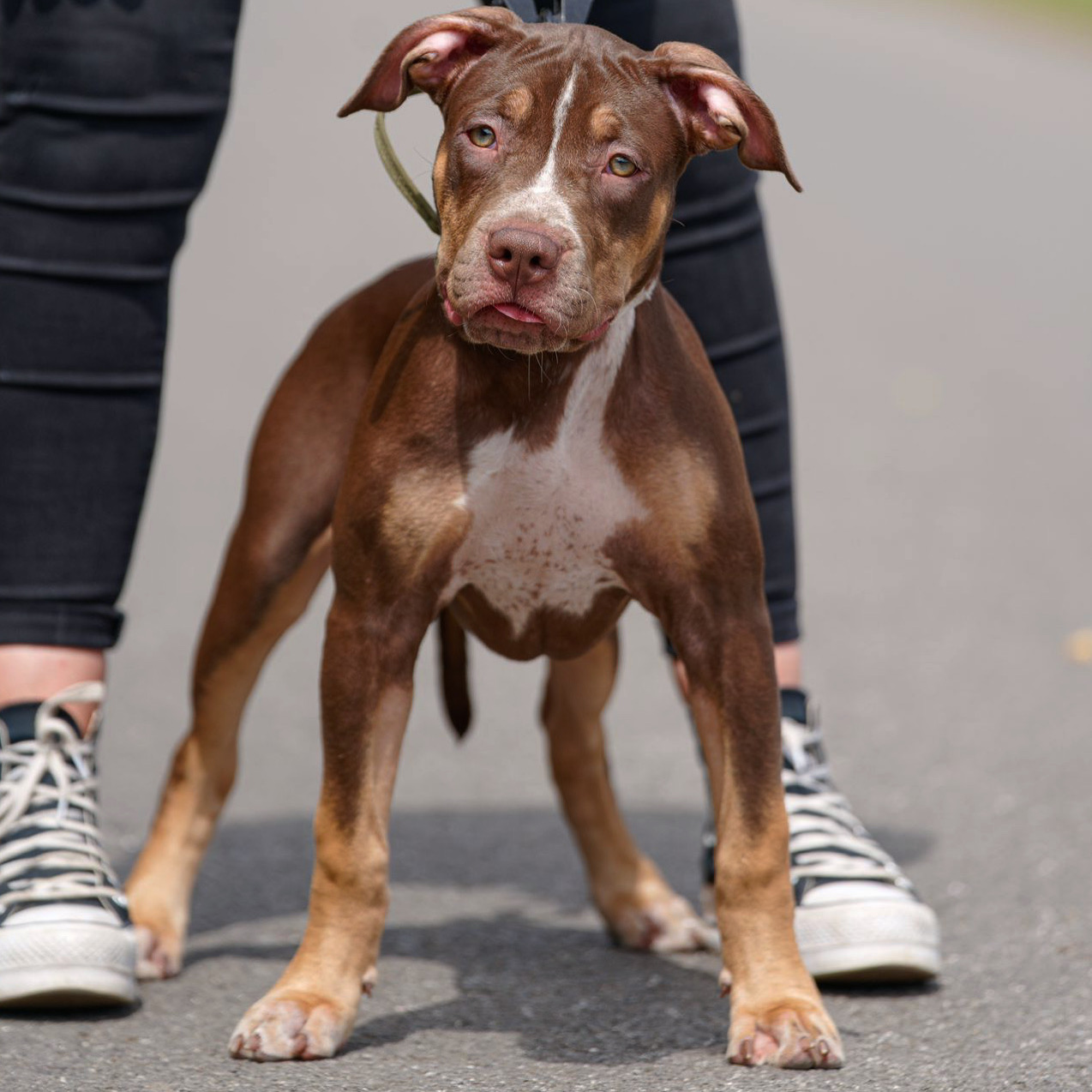 Dog Featured Image