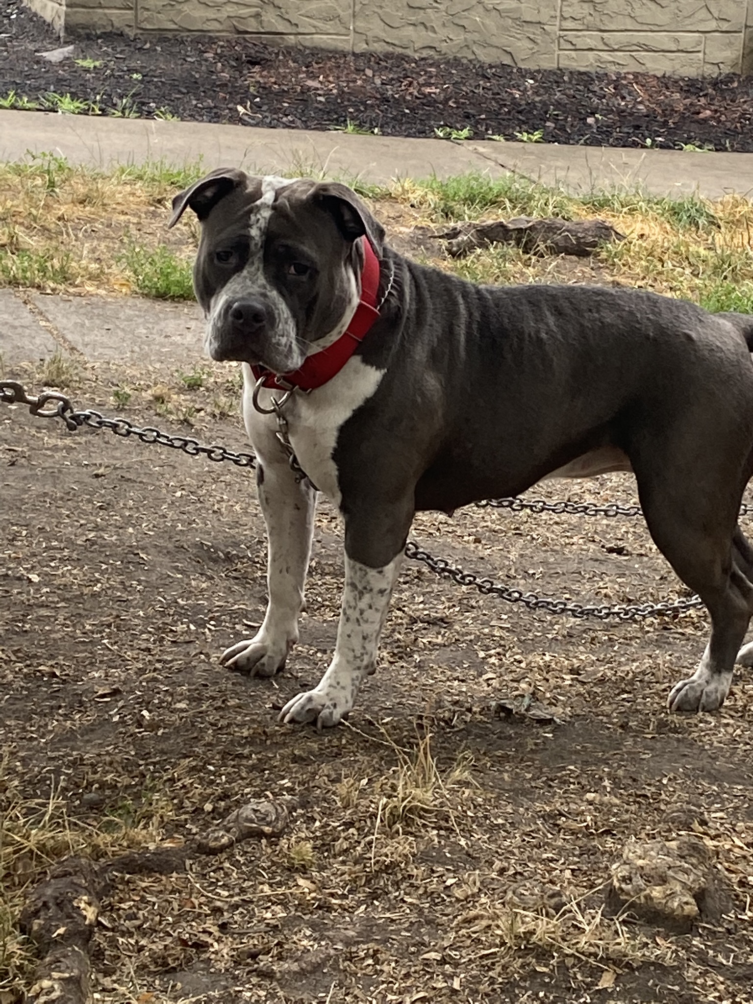 Dog Featured Image