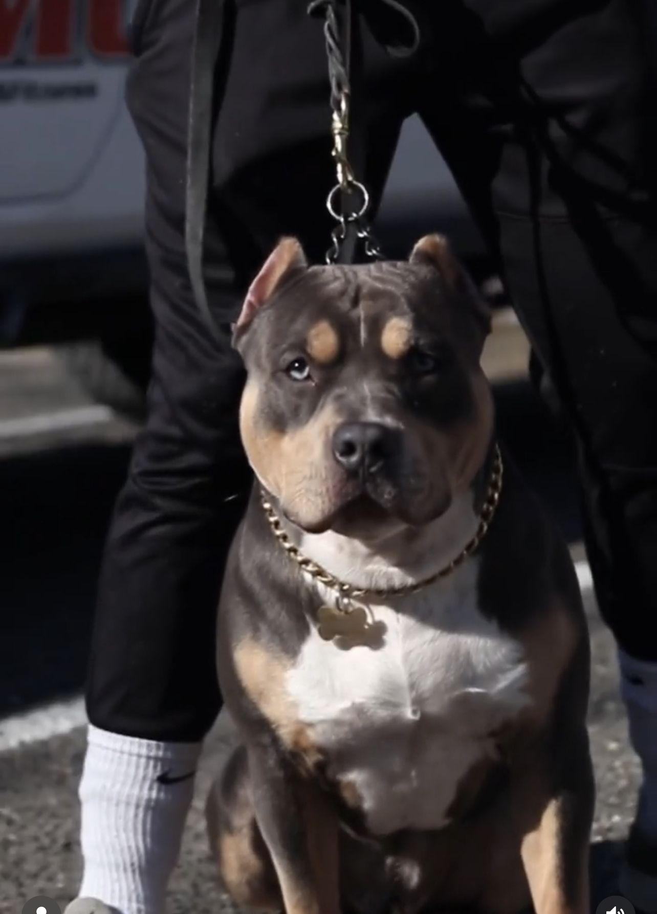 Dog Featured Image