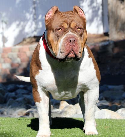 Dog Featured Image