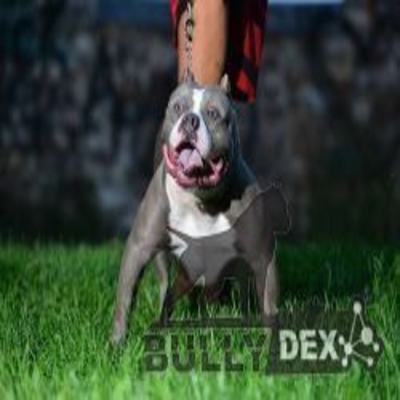 Dog Featured Image