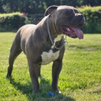 Dog Featured Image