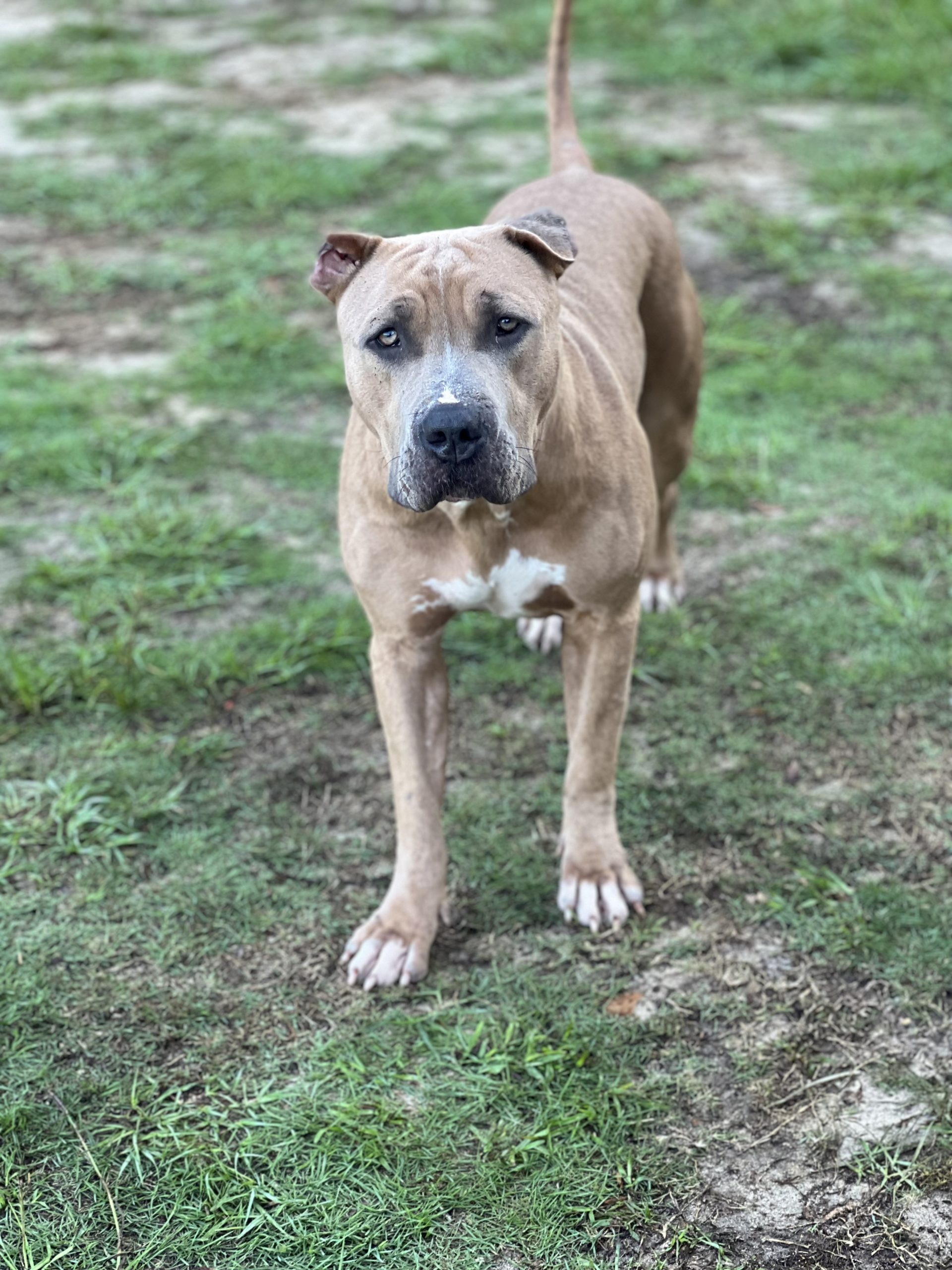 Dog Featured Image