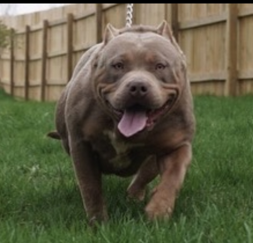 Dog Featured Image