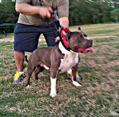 Dog Featured Image