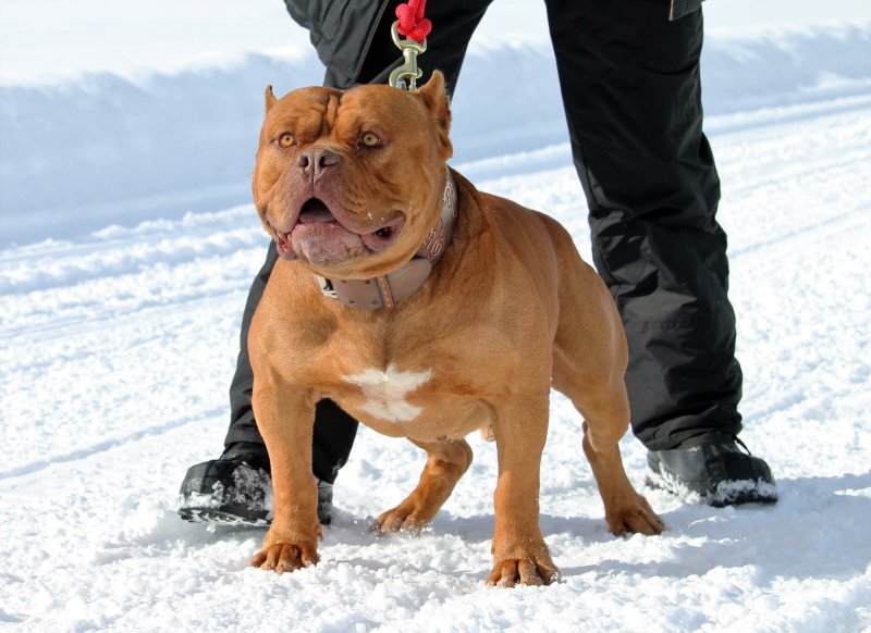 Dog Featured Image