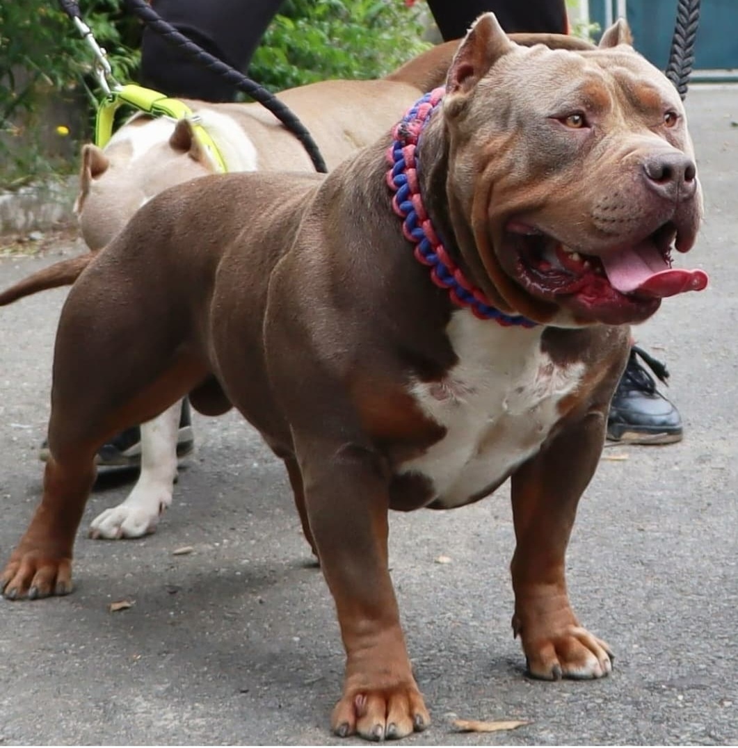 Dog Featured Image