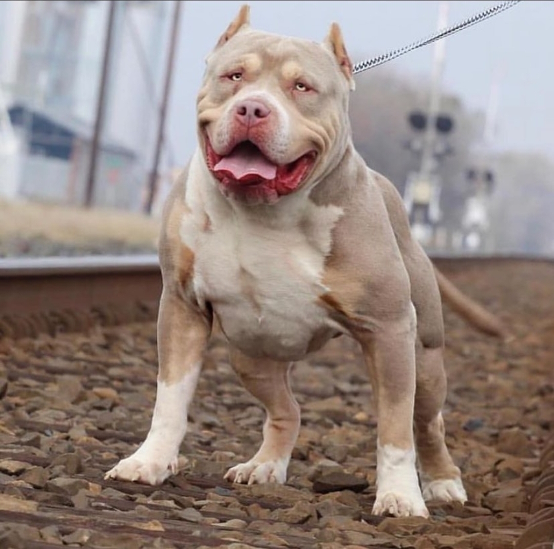 Dog Featured Image
