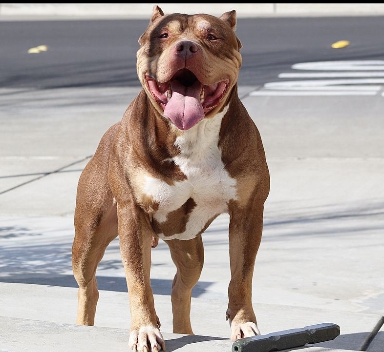 Dog Featured Image
