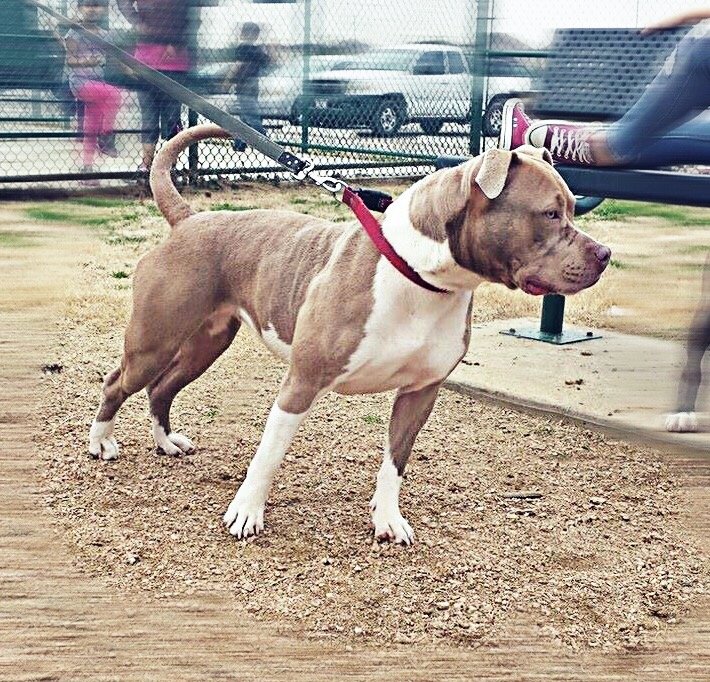 Dog Featured Image